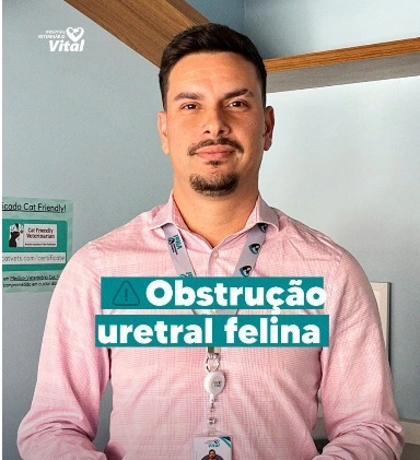 Capa do vídeo Obstrução uretral em Felinos